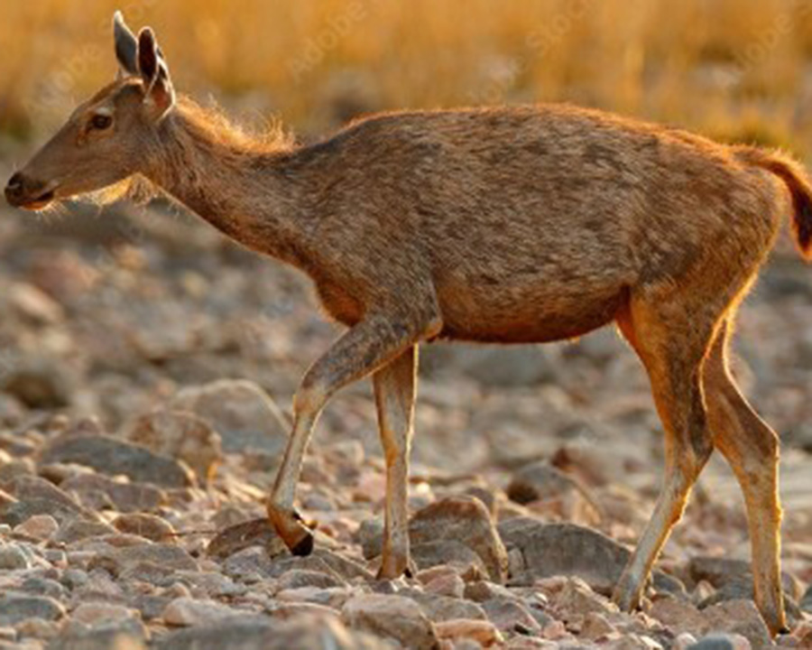 Four Horned Antelope is abundant in Gautam buddha Sanctuary