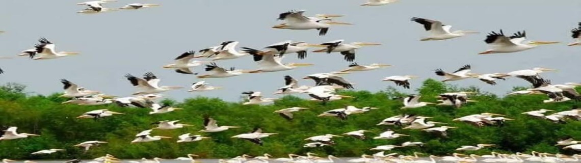 Udhwa Lake Bird Sanctuary